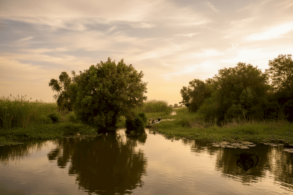 Chèo thuyền là một trong những hoạt động tham quan nổi bật tại Tràm Chim